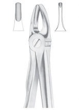 Fig. 3 upper incisors and canines 